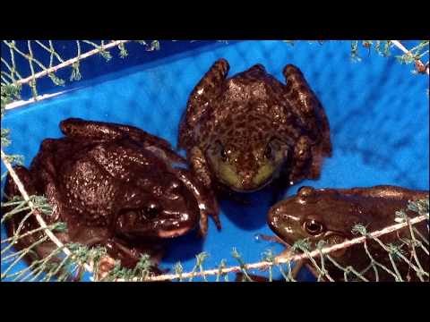 Video: Froschschenkel Grillen Auf Koreanisch Barbecue