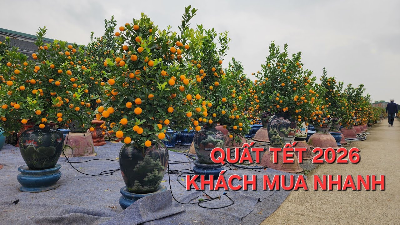Quất tết đẹp khách chốt giá cực nhanh