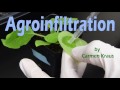 Agroinfiltration