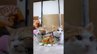 モッチーノチーズ 251203 #のせ猫  #cat  #cute  #猫のいる暮らし  #ねこ  #ネコ  #kitten  #cutecat  #猫動画