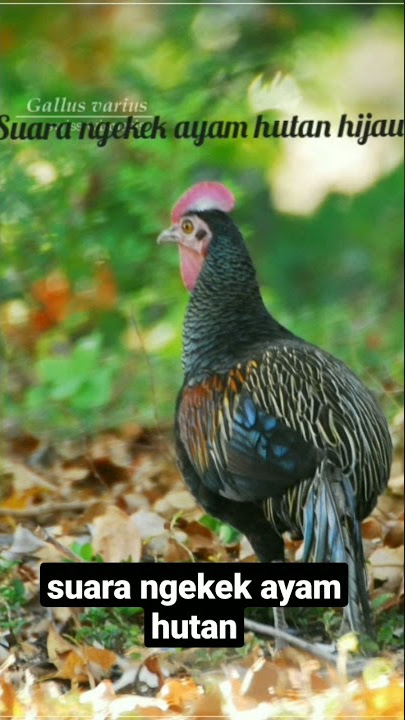 Suara pikat ayam hutan hijau