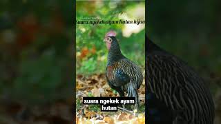 Suara pikat ayam hutan hijau