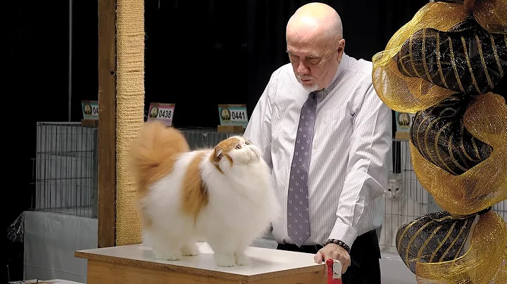 Video 6185901: longhair, persian, cfa international cat show