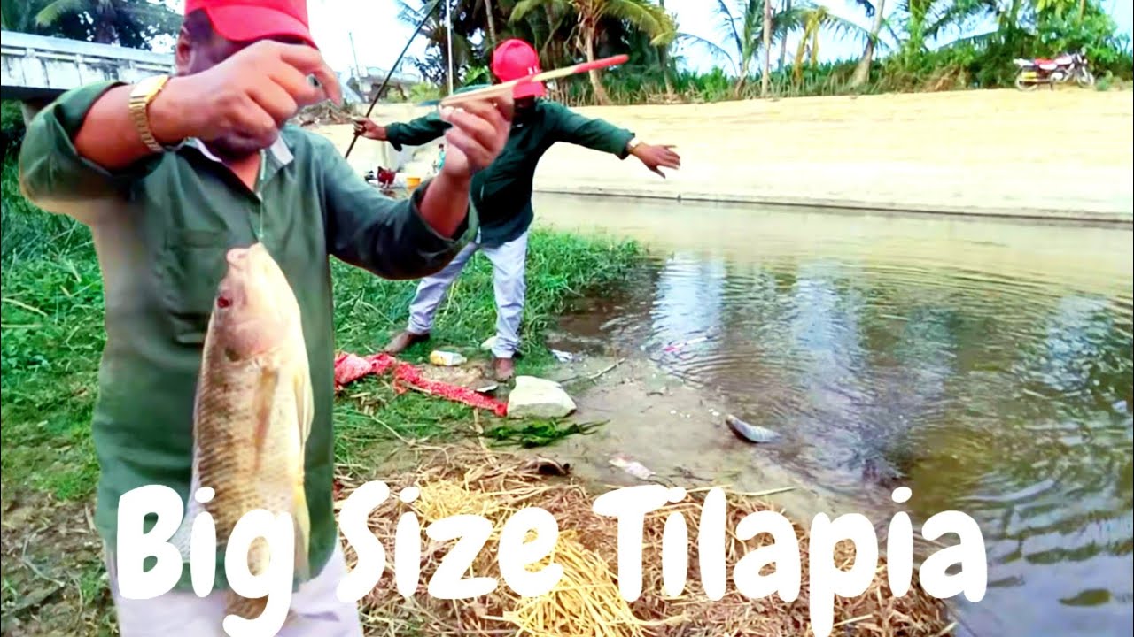 Big Tilapia Fish Catching | Big Tilapia Fish Bait | Big Tilapia Fishing ...