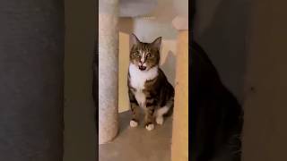 Funny Cats 😂 Episode 179 #Shorts