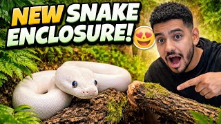 Ball Python Setup | How To Set Up A Ball Python Enclosure On ANY Budget 2026