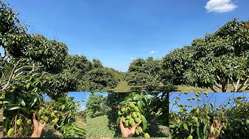 Tham quan vườn vải ở Eakar, Đăk Lăk,