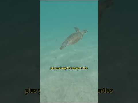 The Best Things to Do In Aruba - Baby Beach