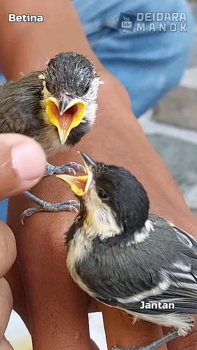 differences between male and female Java sparrows