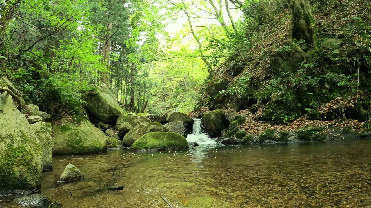 【癒し】川のせせらぎ 睡眠 集中 勉強 BGM 自然音 Relaxing Sleep Music 1時間 - YouTube