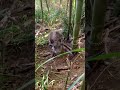 括り罠に掛かった猪🐗　メス　体長72cm 2022/11/21 #有害鳥獣駆除