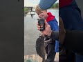 Ищем карпа 1,5+🎣 #fishing #рыбалка