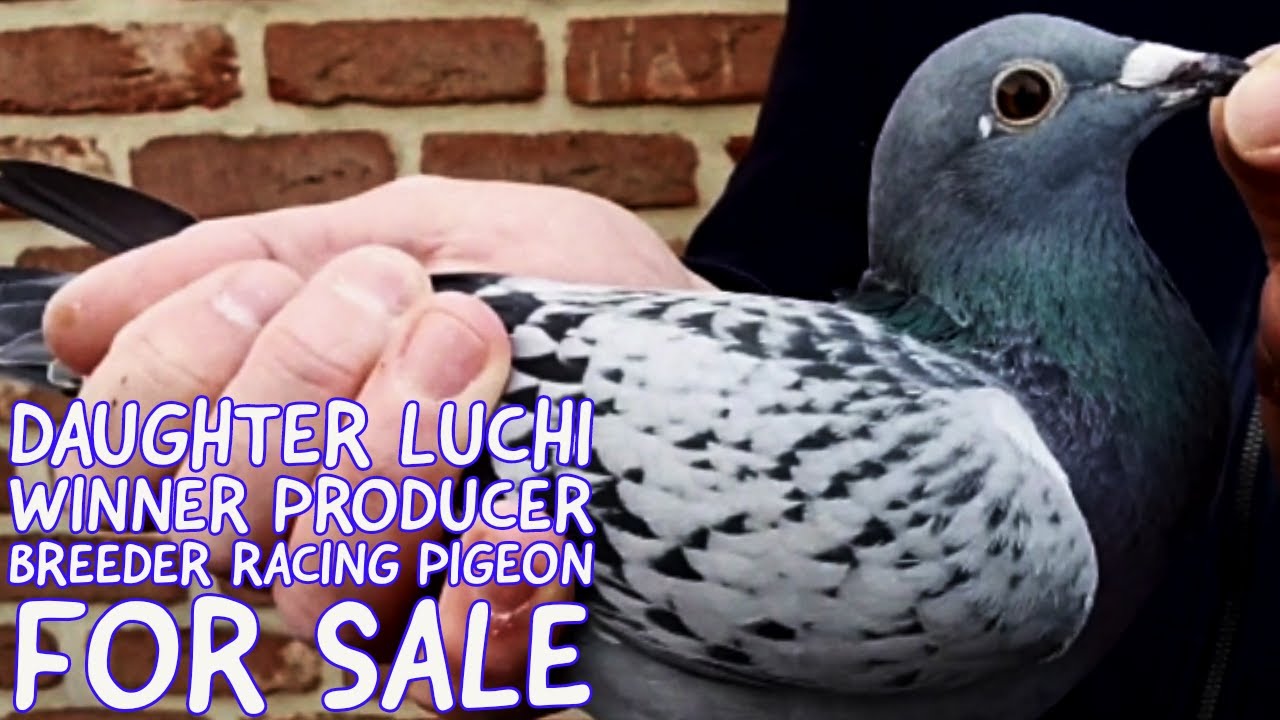 Duagther Luchi One The Champions Producer Breeder Racing Pigeon For