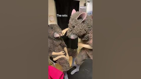 The real stars of the show🐀😏 #ballet #balletdancer #backstage #nutcracker