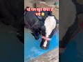 नई गाय बहुत बीमार 🤕 हो गई पैर में कंपन है क्या करें #dairyfarm