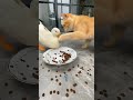 Duck Eating Cat S Food Cat Duck Shorts Funny 