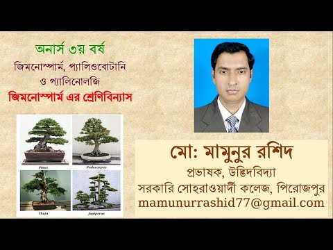 Classification of Gymnosperms