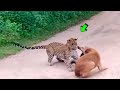 EL PODEROSO LEOPARDO Y SUS BATALLAS / Leopardo vs Perro, pájaros, monos