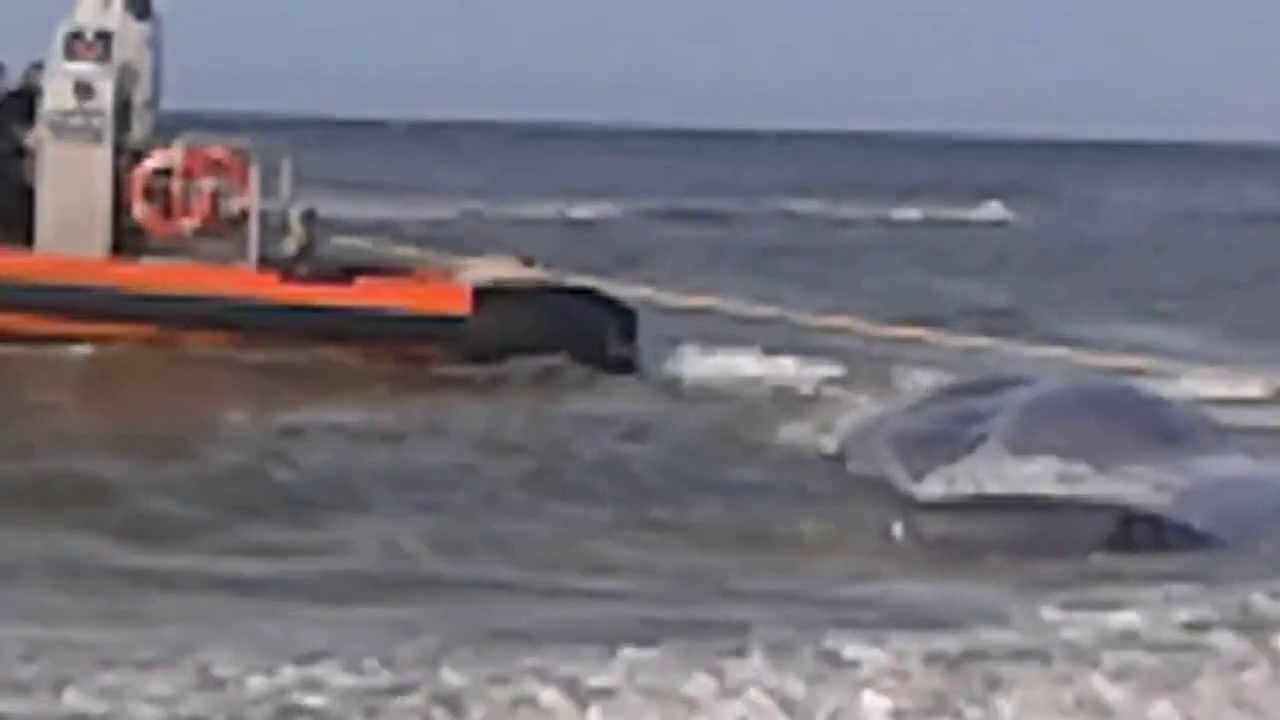 video phone beyonce mp3 Rescue attempt Beached Sperm Whale on The island of Terschelling