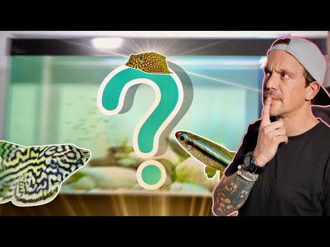 Vidéo: Les poissons Betta dorment-ils?