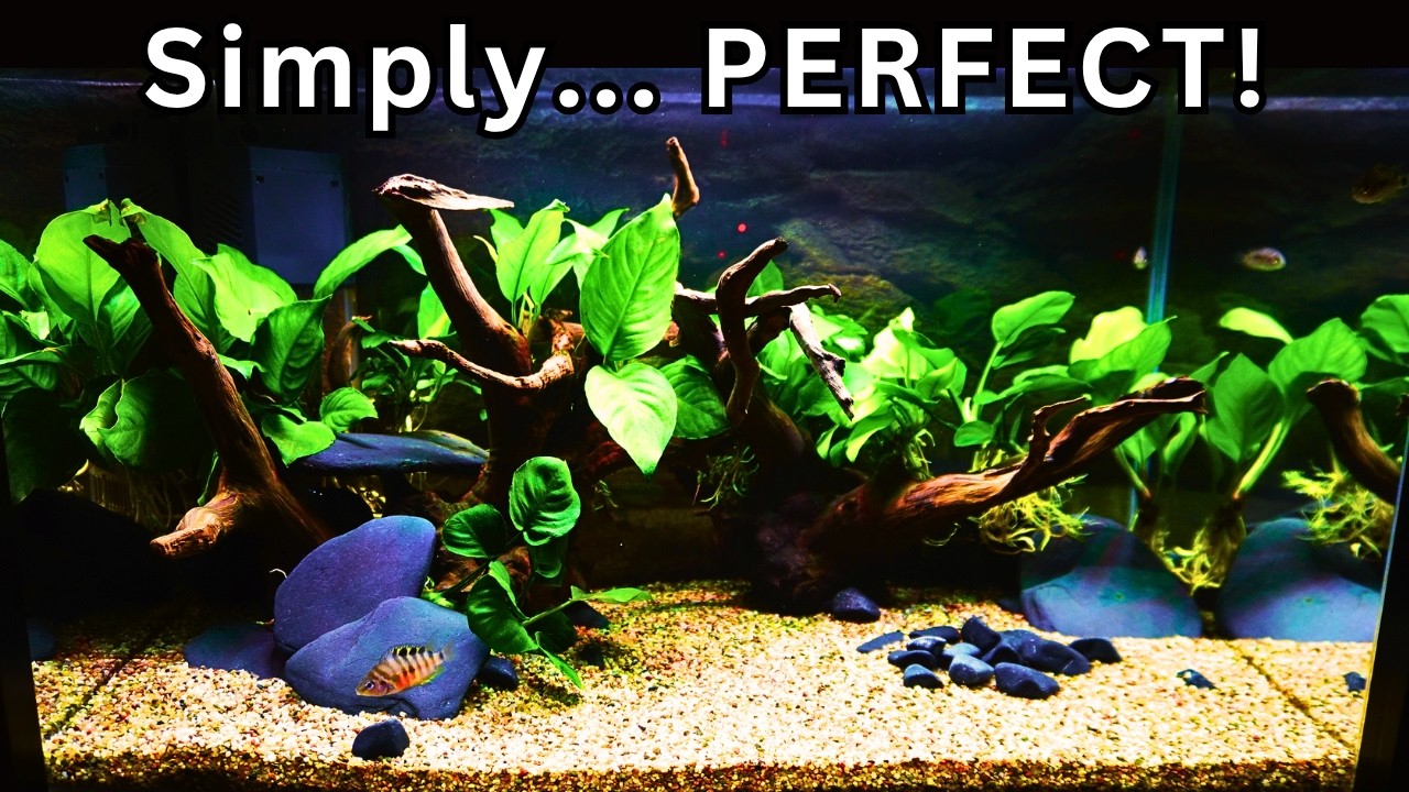 PERFECT Beginner Aquarium Setup That Beats All the Complicated Ones!