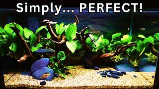 PERFECT Beginner Aquarium Setup That Beats All the Complicated Ones!