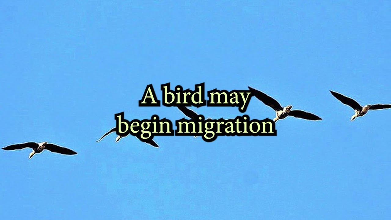 How High Can Birds Fly?