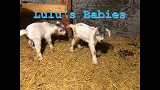 Lulu's babies, So tiny so cute. After Midnight Bed Check. by The Lears Farmish 174 views 3 months ago 7 minutes, 48 seconds