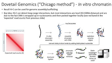 MCB 182 Lecture 10.8 - Choosing 3C assay, genome assembly with Hi-C