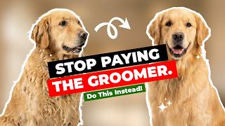 How to Groom a Dog at Home for Beginners (Complete Step-by-Step Guide)