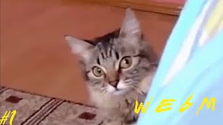 Webm Memes Compilation #1