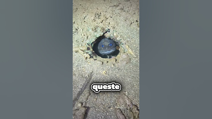 Il pesce più inquietante di sempre😳 (@WildTouring)via tt
