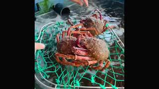 Spain.cantabria.somo.