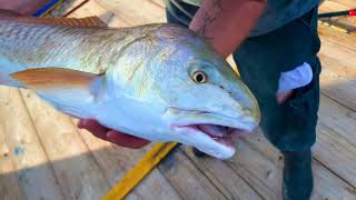 La Catfish Introduction Ship Shoal Block 28 South of Louisiana
