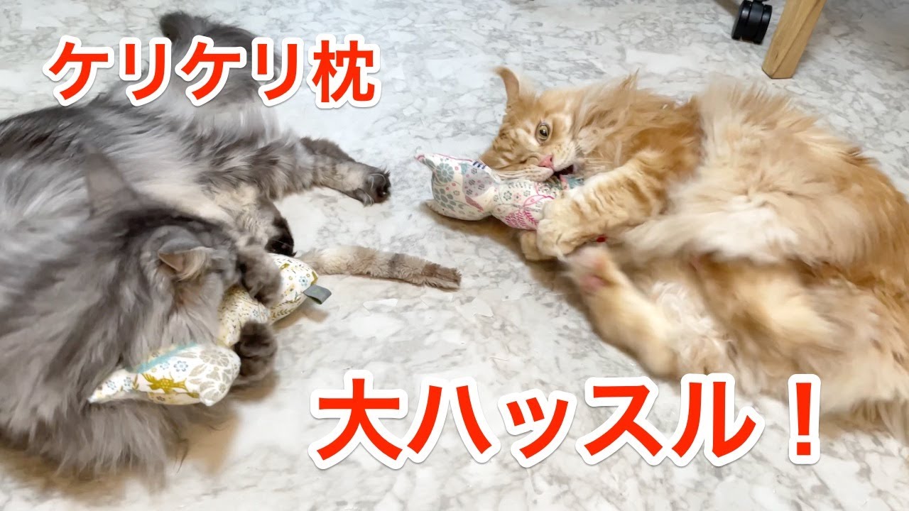 とっても可愛いケリケリ枕で大ハッスル 大きい猫 メインクーン Youtube