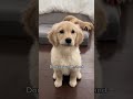 YouÔÇÖre NOT My Mother Ôÿ Å Puppy Goldenretriever Puppies Dog Dogs YouÔÇÖre NOT My Mother Ôÿ Å Puppy Goldenretriever Puppies Dog Dogs