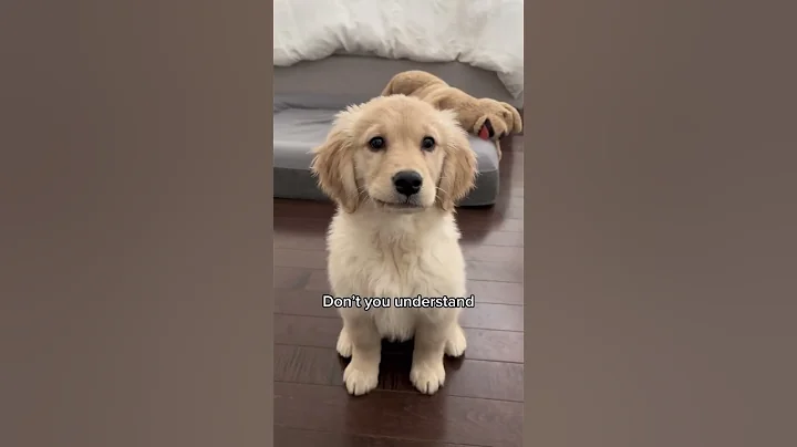 You’re NOT my mother! ☹️ #puppy #goldenretriever #puppies #dog #dogs - DayDayNews