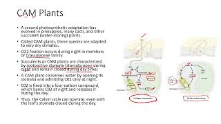 Difference between C4 & CAM plants #apbiology #ibbiology #plantphysiology #lifescience