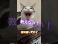 絶対何か隠してる！#ねこ好きさんと繋がりたい #猫のいる暮らし #保護ねこのいる暮し #もしぬこ　#ねこのうた