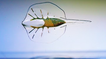 A Remote Controlled Cyborg Stingray Now Exists