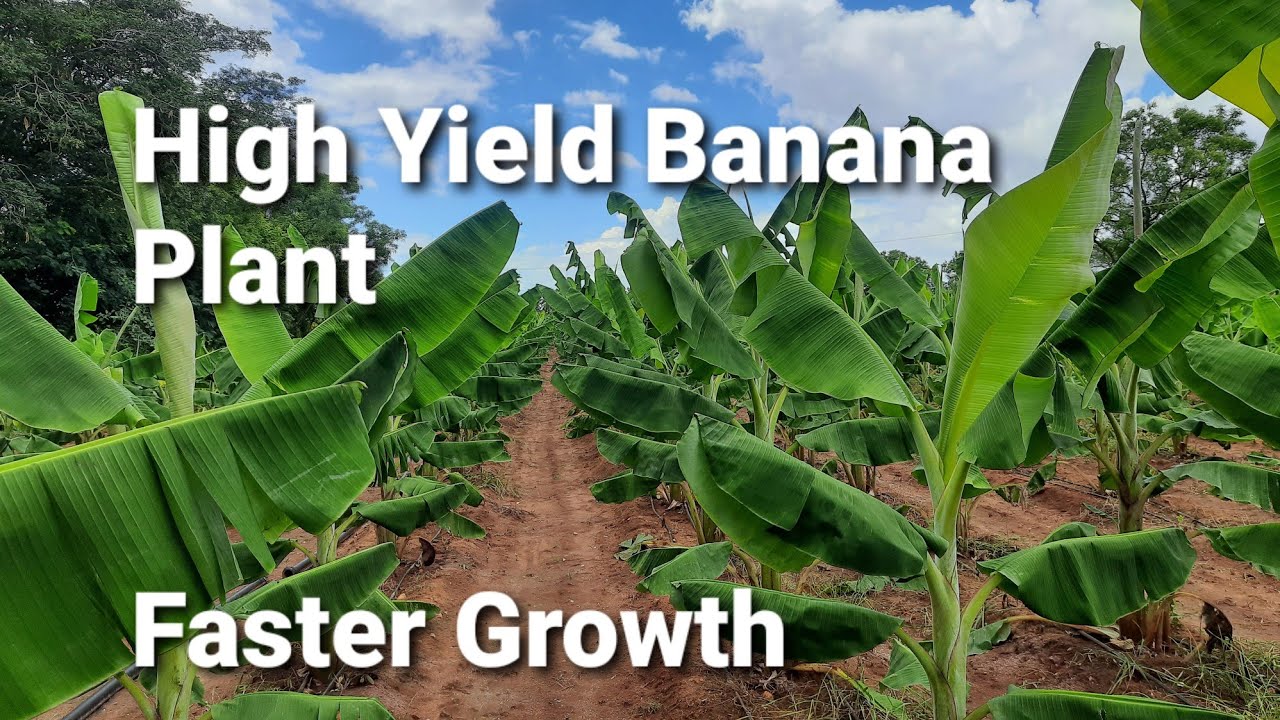 How to get high yield in banana farming YouTube