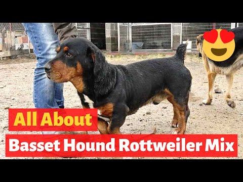 Things to know about the Basset Hound/Rottie cross [Complete Guide]