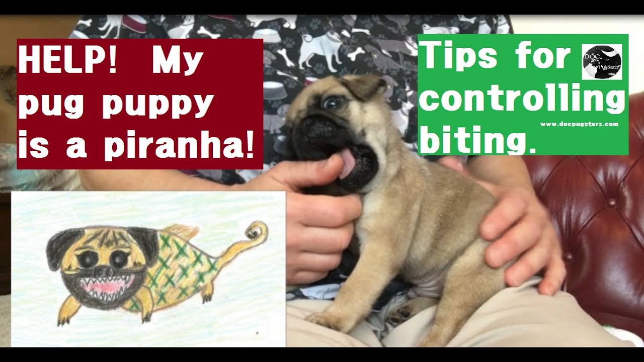 How to Train a Pug Puppy Not to Bite: Expert Tips for Gentle Behavior