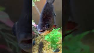 Flowerhorn And Pacu