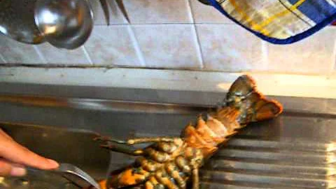 Quanto tempo deve bollire l'aragosta?