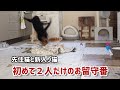 犬に鍛えられた足の不自由な猫が強すぎる件
