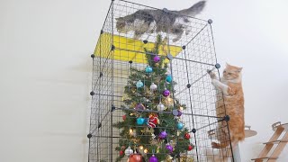 How To Protect Your Christmas Tree From Cats
