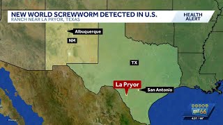 New Mexico urging vigilance after new world screwworm was found in Texas