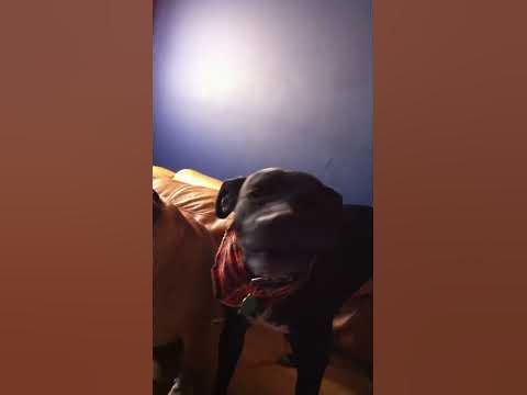Dog singing to JG Wentworth "877-CASH-NOW" commercial! - YouTube