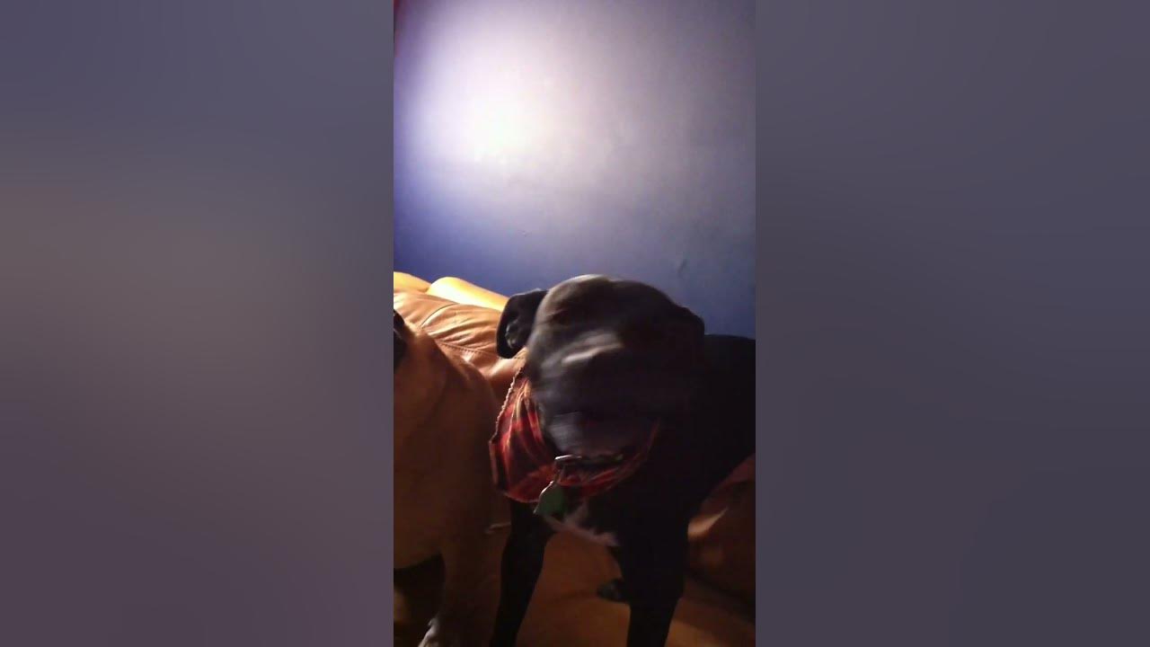 Dog singing to JG Wentworth "877-CASH-NOW" commercial! - YouTube